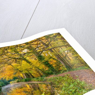 Canal through a forest by Assaf Frank